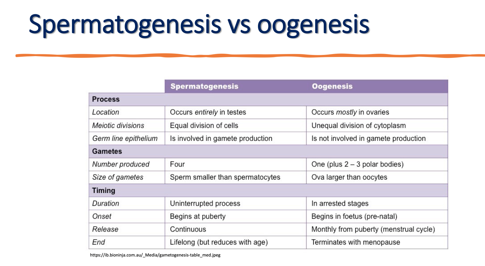 <p>difference of spermatogenesis and oogenesis</p>