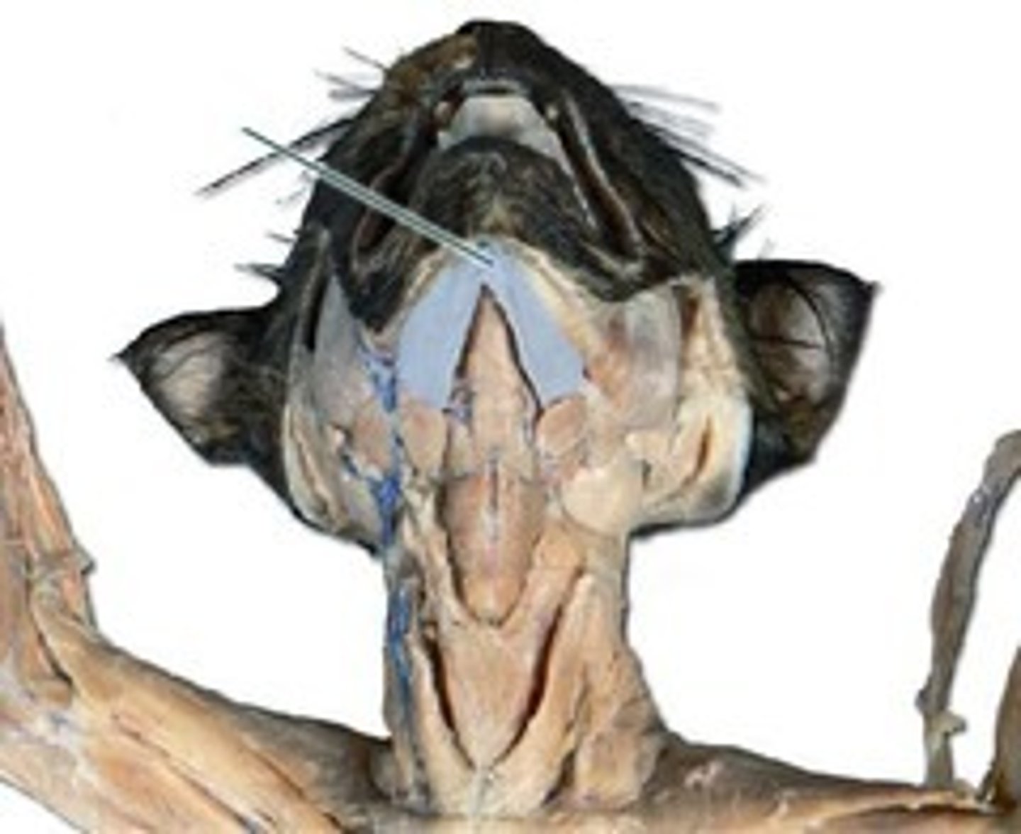 knowt flashcard image