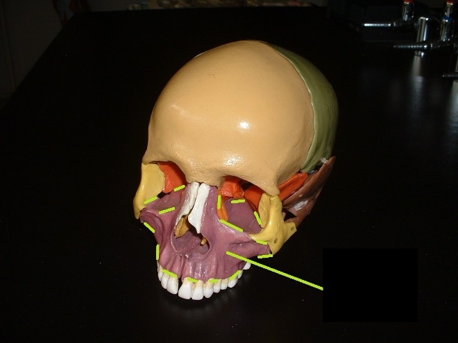 <p> the upper jaw and the bottom part of the eye socket</p>