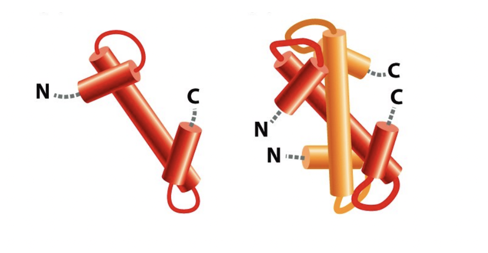 <ol><li><p>Heterotetramers of two molecules of each:</p><ul><li><p>H3 and H4</p></li></ul></li></ol><ol start="2"><li><p>Hetero<strong>dimers</strong> of</p></li></ol><ul><li><p>H2A and H2B</p></li></ul><p><em>The histone protein folds the </em><strong><em>handshake</em></strong><em> motif (can do with hands)</em></p><p>image shows an H2A and H2B handshake motif</p>