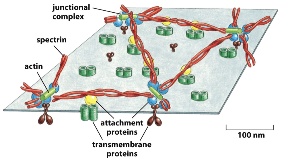 <ul><li><p>is a framework of proteins</p><ul><li><p>largely spectrin</p></li></ul></li><li><p>attaches to membrane proteins, restricting their mobility</p></li><li><p>a given membrane protein will exist as a mixed population of anchored and unanchored proteins</p></li></ul><p></p>