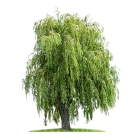 <p>Willow</p>
