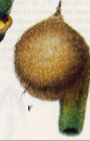 <p>Innate behaviour to build a nest to impress females starting from a forked branch, and weave it in a sphere, if the female likes it, the male will finish with a large opening downwards to protect against predators</p>