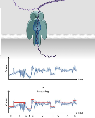 <ul><li><p>has the longest reads</p></li><li><p>reads nucleotides based on ELECTRICAL charge</p></li></ul><p></p>