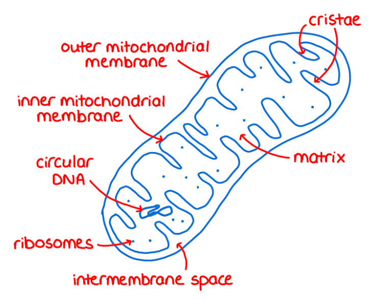 <ul><li><p>have <strong>2 membranes</strong> - <strong>outer &amp; inner</strong> (2 internal compartments)</p><ul><li><p>intermembrane space (between the 2 membranes)</p></li><li><p><span style="color: #e6a869">mitochondrial matrix</span></p><ul><li><p>enclosed by the inner membrane</p></li></ul></li></ul></li></ul><p></p>