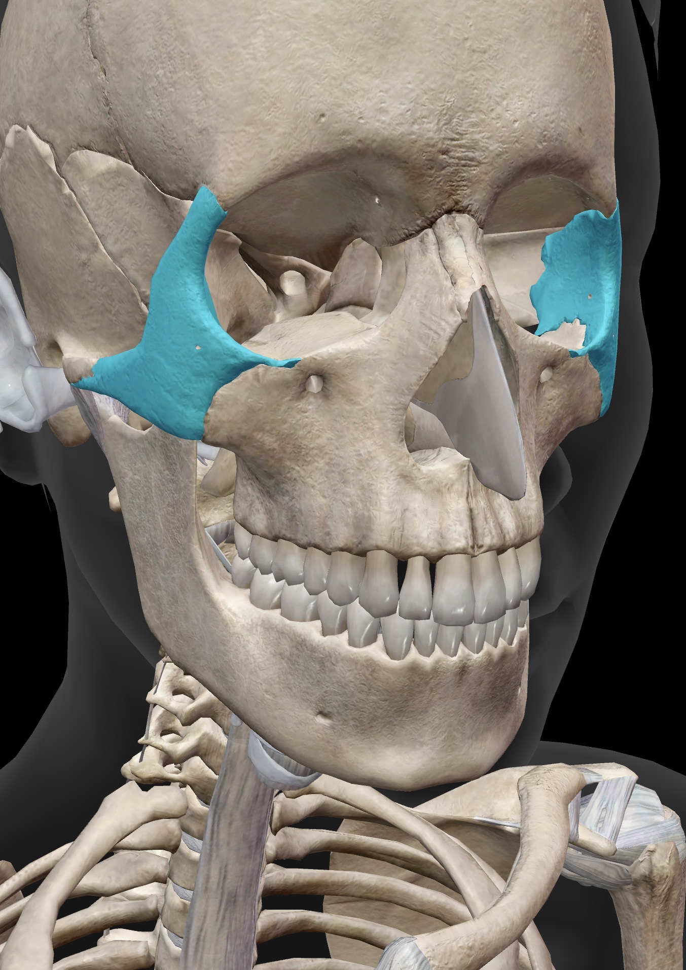 <p>Name this bone</p>