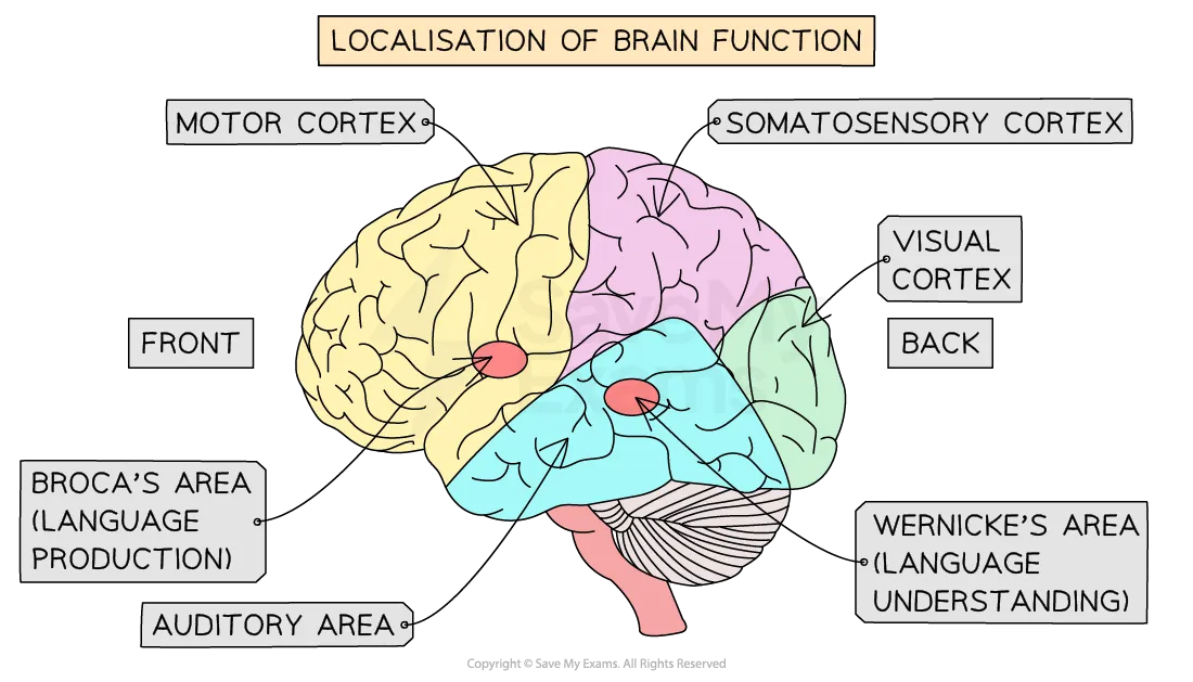 <p>H - Functions are distributed across the whole brain<br>L - Specific areas of the brain control different functions.<br>Cerebral Cortex - Outer Layer of each hemisphere<br>Motor Cortex (frontal lobe) - </p>
