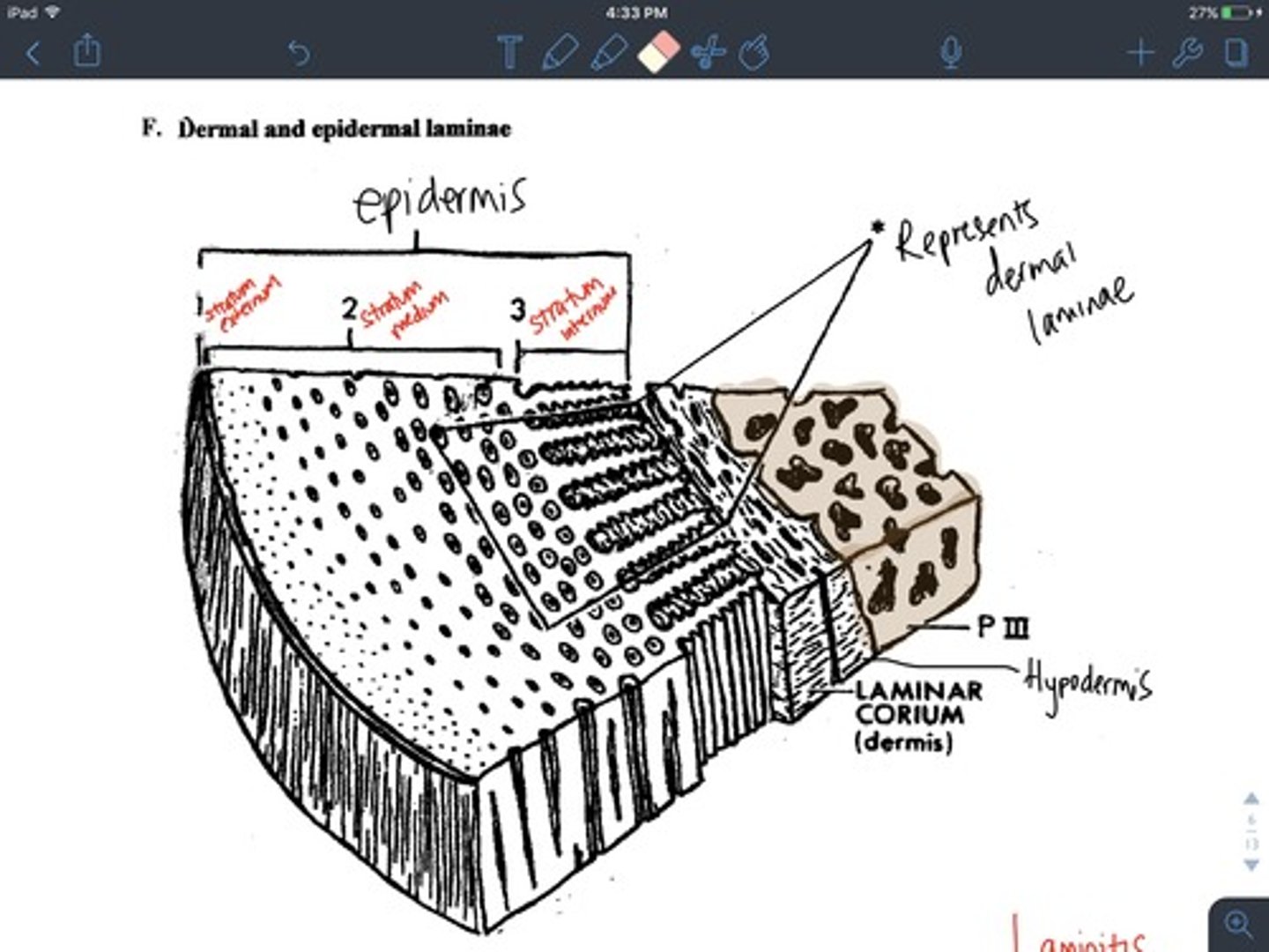 <p>1) Stratum externum</p><p>2) Stratum medium</p><p>3) Stratum internum (white line)</p>