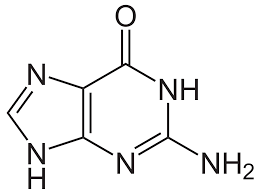 one of the purine bases found in nucleotides
