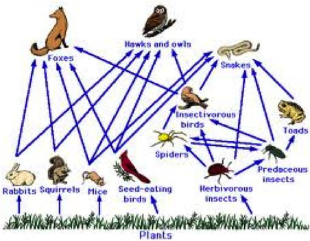 summarise the feeding relationships in a community.
show how energy is transferred through an ecosystem.
each stage represents a tropic level.
webs are more realistic than chains as they show the complexity of feeding relationships.
saprobionts have a significant role in feeding relationships.
no new energy can enter a food chain so all the consumers depend on the amount of energy incorporated into the producers.
not all the energy at a particular trophic level is transferred to the next; released as heat during respiration, movement, egested etc. so not all energy is converted to biomass which is then eaten by a consumer.
