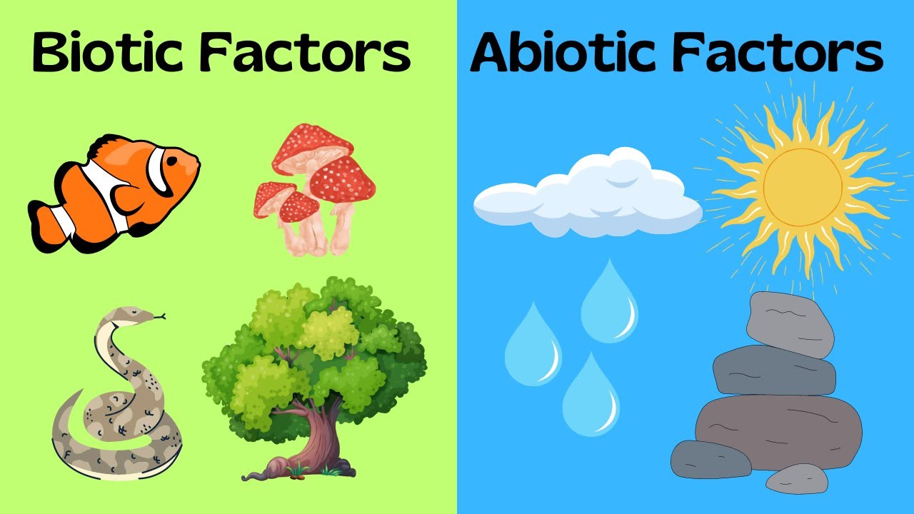 <p>non-living parts of an environment that can affect living organisms and functioning ecosystems.</p>