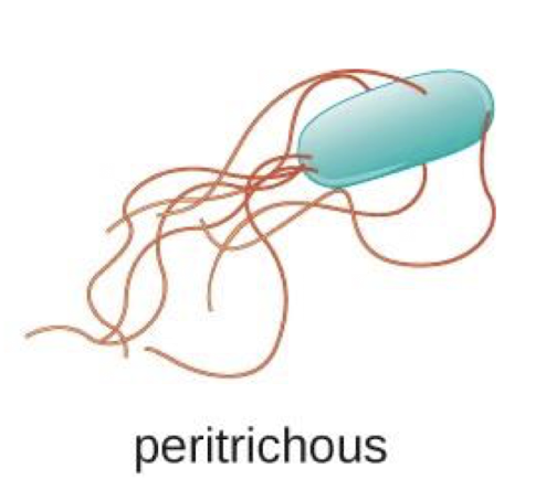 <p>flagellum all over the surface</p>