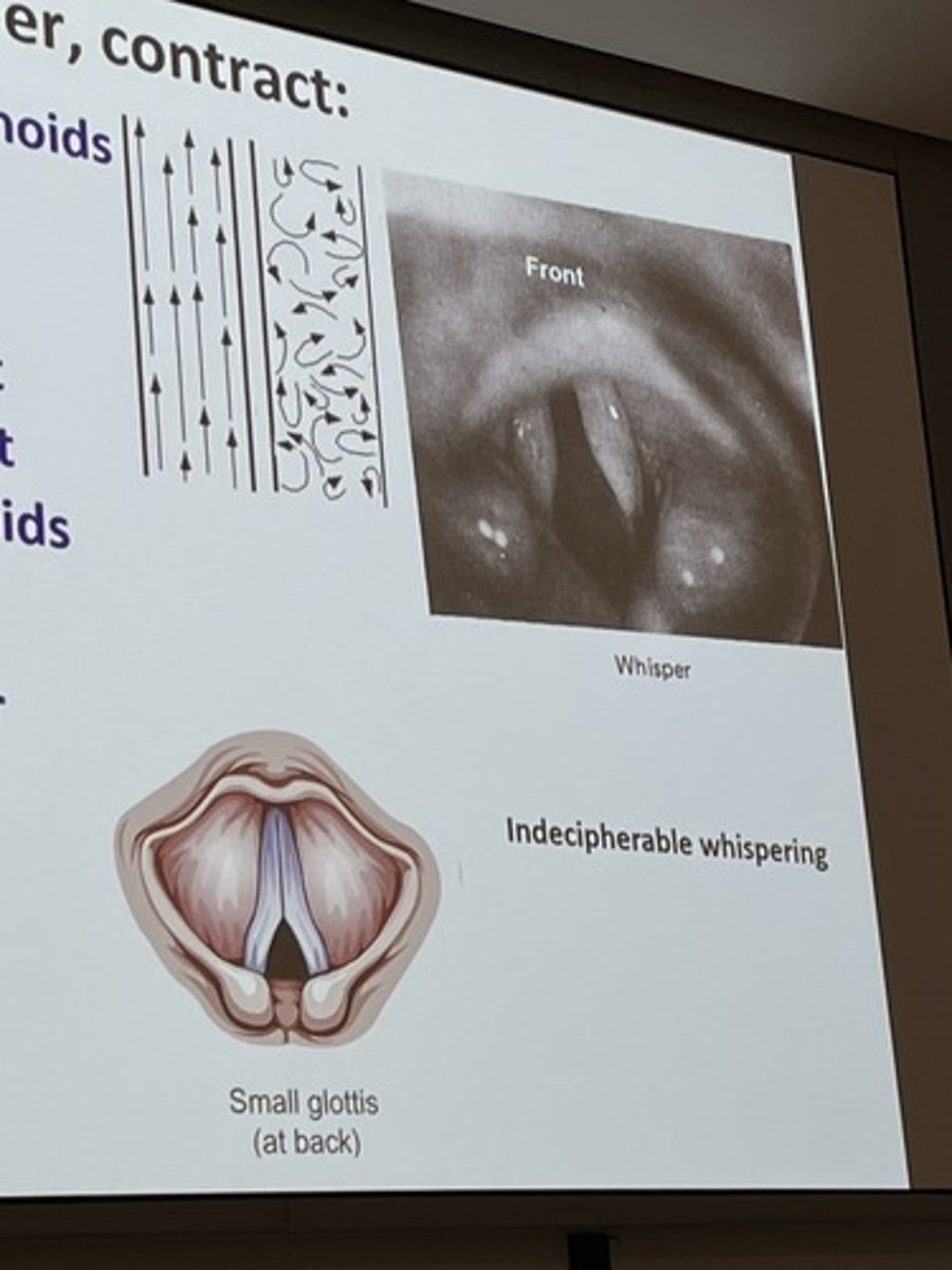<p><strong>Lateral cricoarytenoids</strong></p><p><strong>Action</strong>:</p><p>Vfs adducted, but triangular gap left between arytenoids</p><p><strong>Result</strong>: creates “whisper triangle”</p>