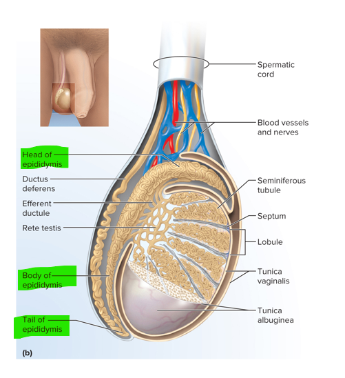 <p>Duct of the epididymis (head, body and tail)</p>