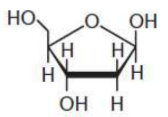 <p>pentose in DNA</p>