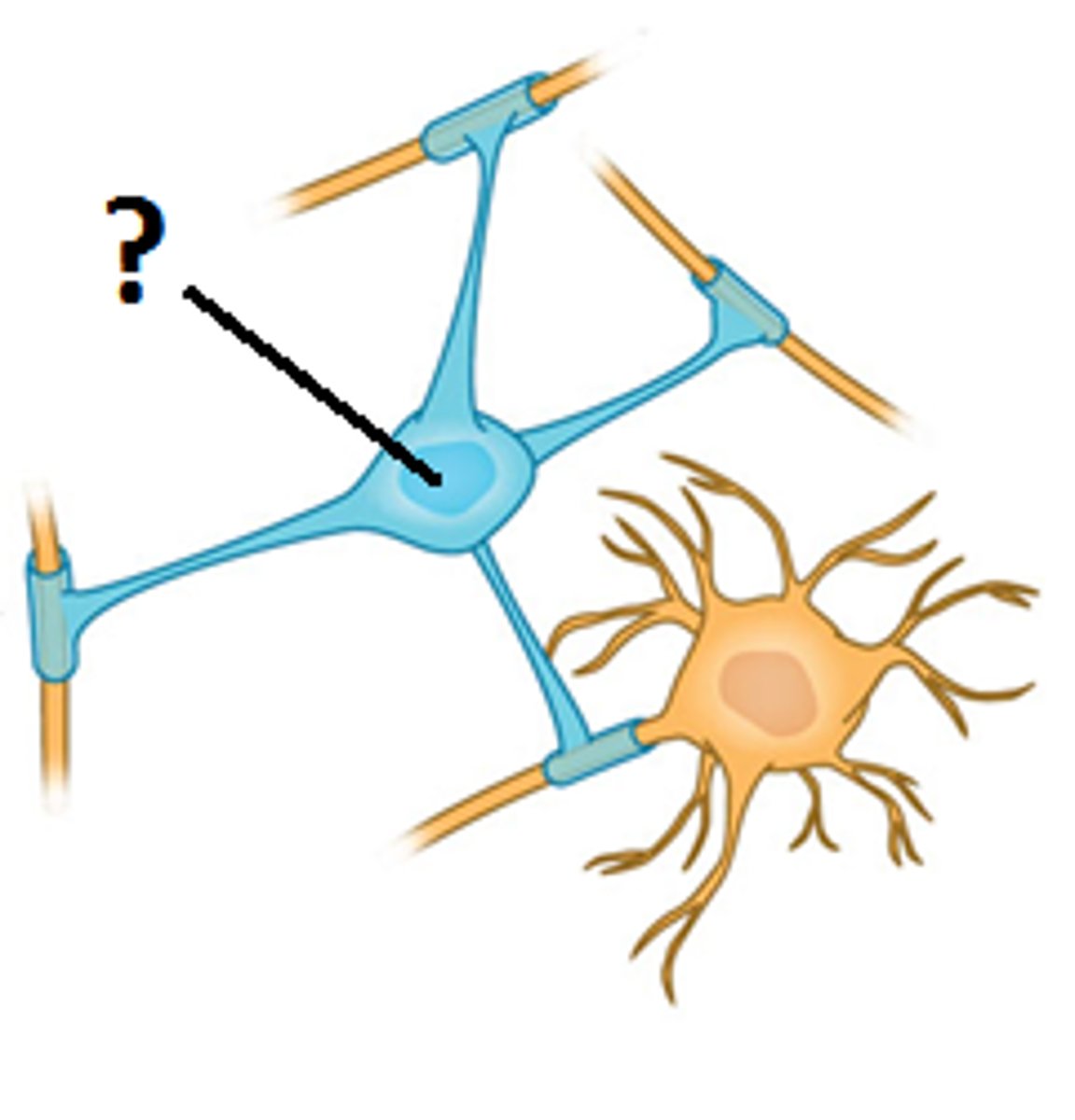 <p>Forms the myelin sheath in CNS</p><p>-arm-like processes wrap around nerve fibers</p>