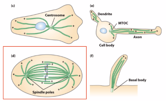 <ul><li><p>Only found in eukaryotic cells</p></li><li><p>Central site of MT assembly</p><ul><li><p>motor MAPs generate sliding force between MTs</p></li></ul></li><li><p>The two most important types of MTOCs are 1) the basal bodies associated with cilia and flagella and 2) the centrosome associated with spindle formation</p></li></ul><p></p>