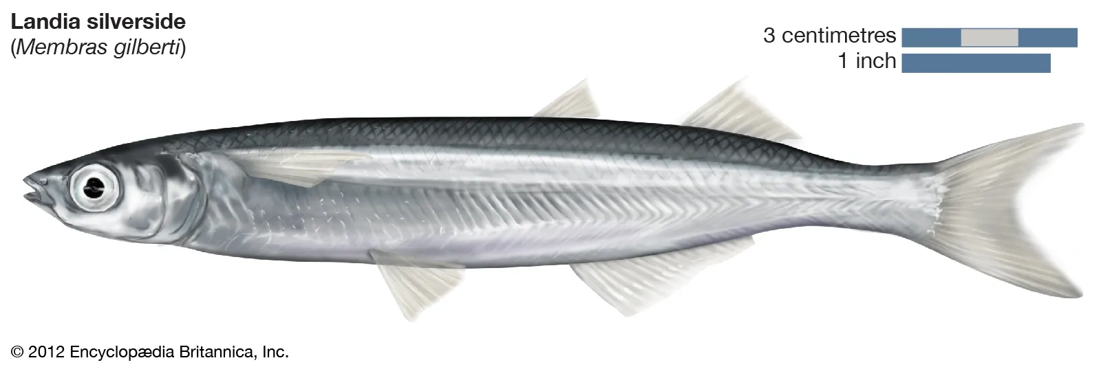 <p>Silversides</p>