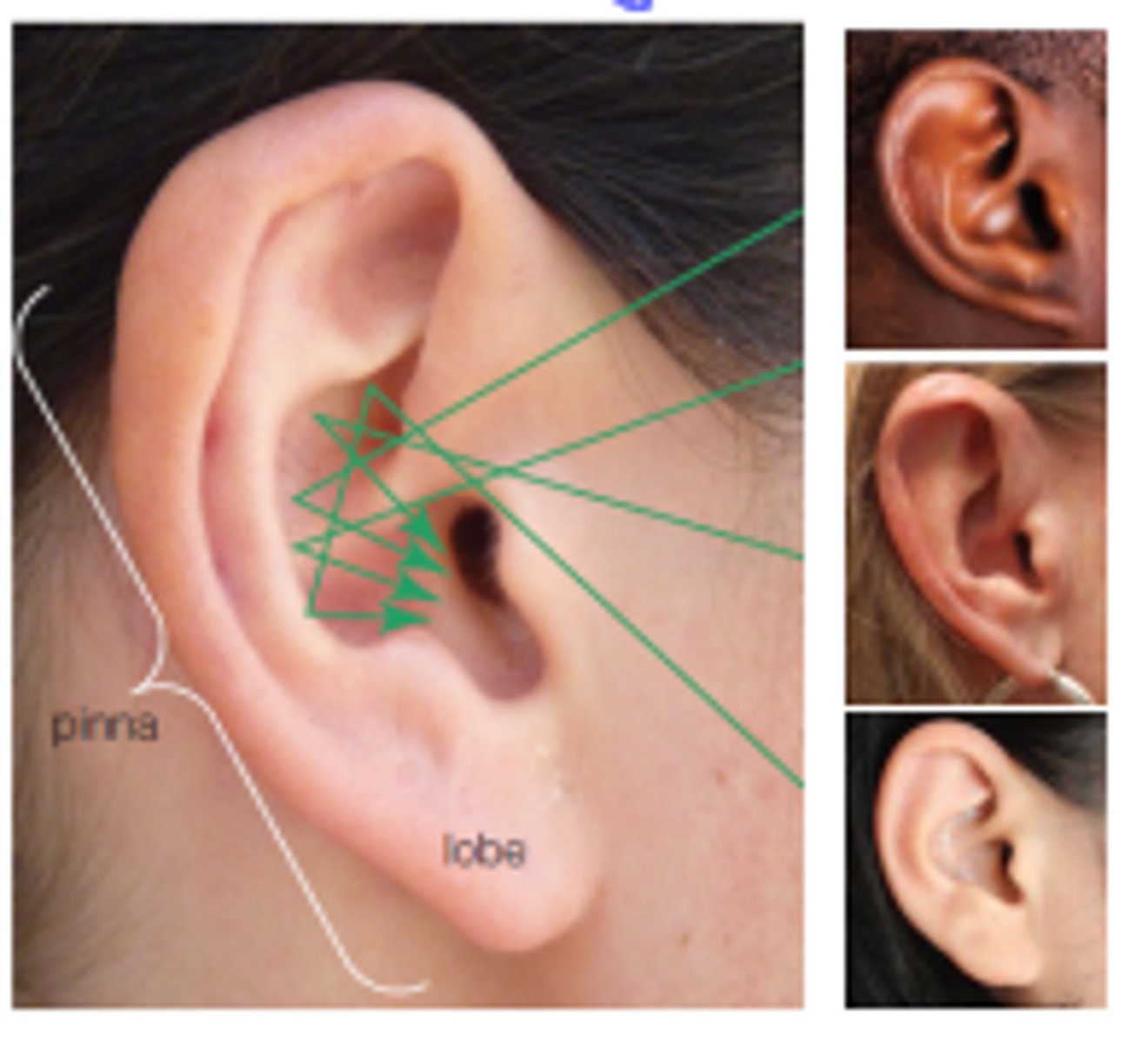 <p>Sound reflects from the currugations of the pinna, particularly the concha and</p><p>interferes with the sound directly entering the meatus.</p><p>The interference changes the sound spectrum producing a direction-dependent "colouration". (some amplified some reduced )</p><p>-does assume you know what the sound is at its source</p><p>-helps discriminate azizmeth + elevation</p>
