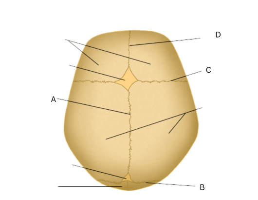 <p>What is letter C</p>