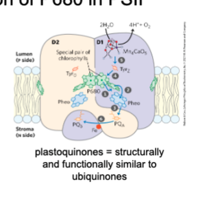 * An electron passes from P680\* to pheophytin to a protein-bound plastoquinone PQA to PQB
* The electrons removed from P680 is replaced with an electron from the oxidation of water. 
* Plastoquinones: Structurally and functionally similar to ubiquinones
