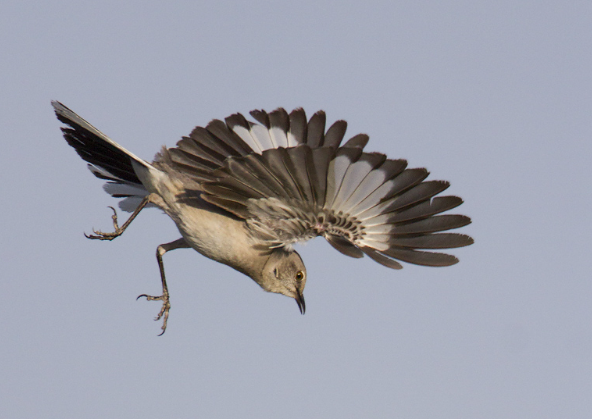 <p>Northern Mockingbird</p>