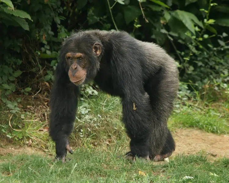 <p>Hominidae - Pan troglodytes</p>