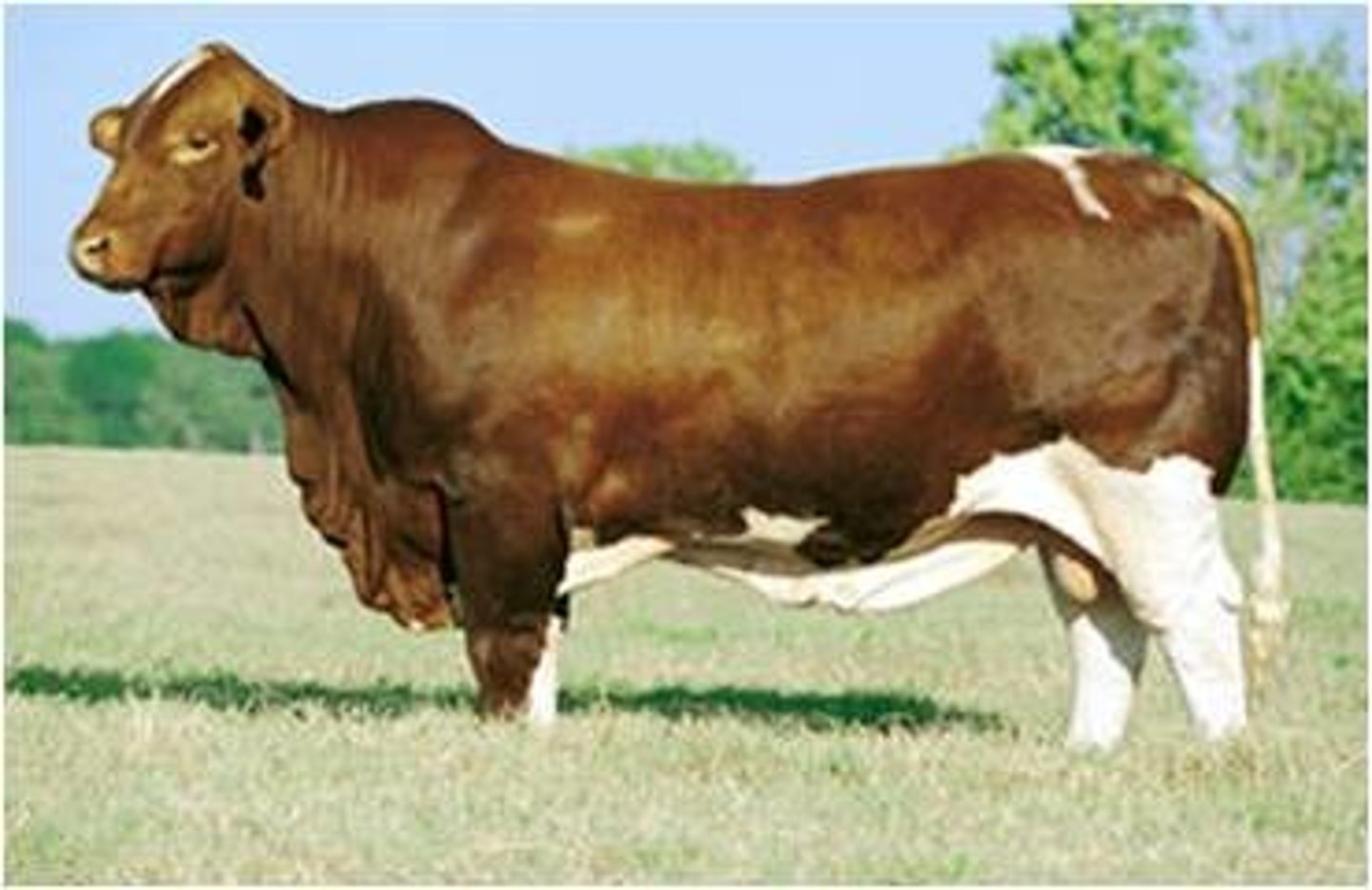 <p>American cattle breed:</p><p>-developed by Tom Lasater</p><p>-not any set color pattern (any color)</p><p>-breed based Hereford, Shorthorn and Brahman or Brown Swiss</p><p>-rapid growth, size, carcass issues</p>