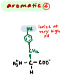 <p>A polar amino acid derived from phenylalanine. </p>