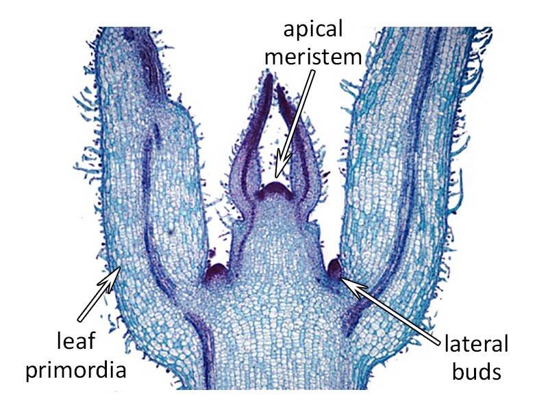 <p>Apical Meristem</p>
