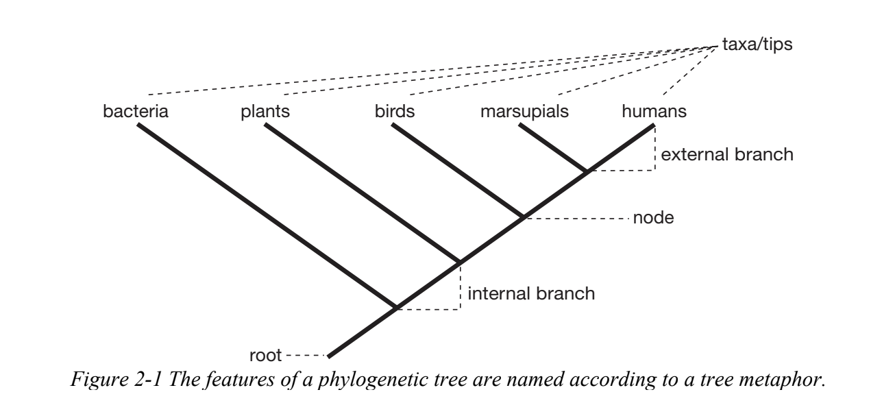 <p>A branching diagram used to represent evolutionary relationships and relatedness between different organisms based on their common ancestry</p><p></p>