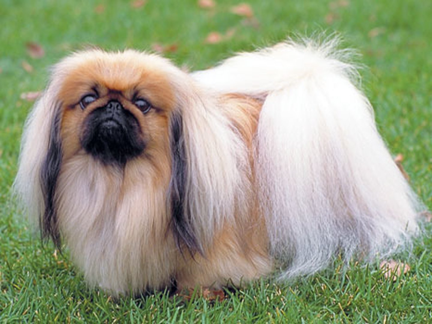 <p>What is this breed? What is it's AKC classification?</p>