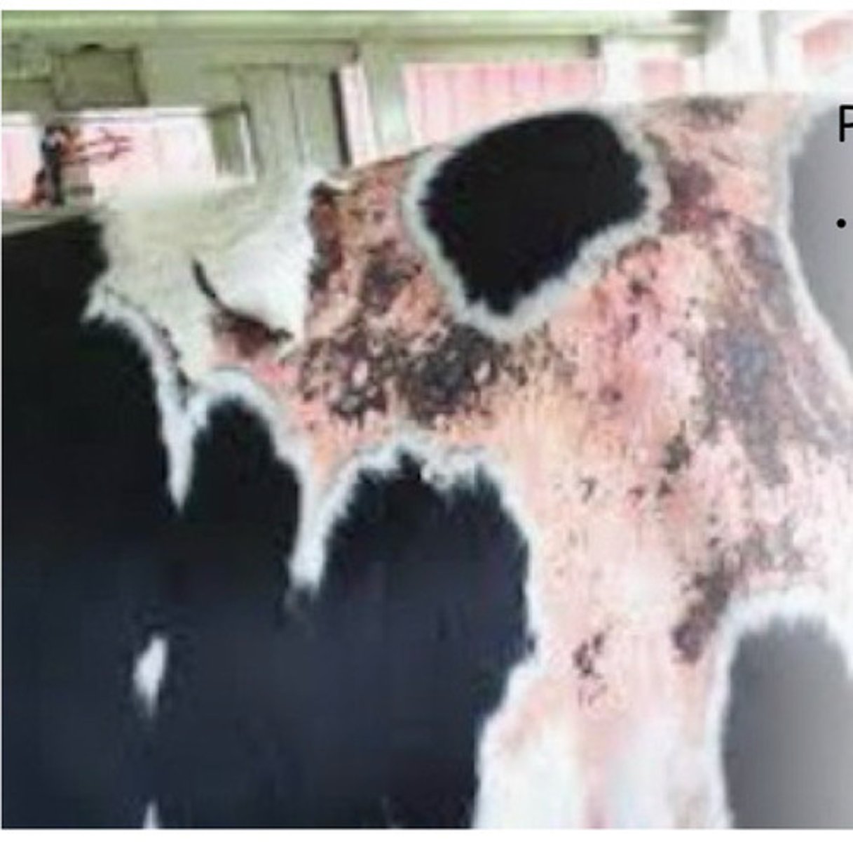 <p>Which type of photosensitization does the cow have a congenital defect in porphyrin or liver metabolism?</p>