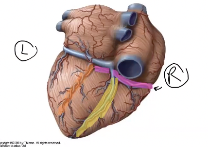 <p>what branch of the right coronary artery is highlighted in yellow?</p>