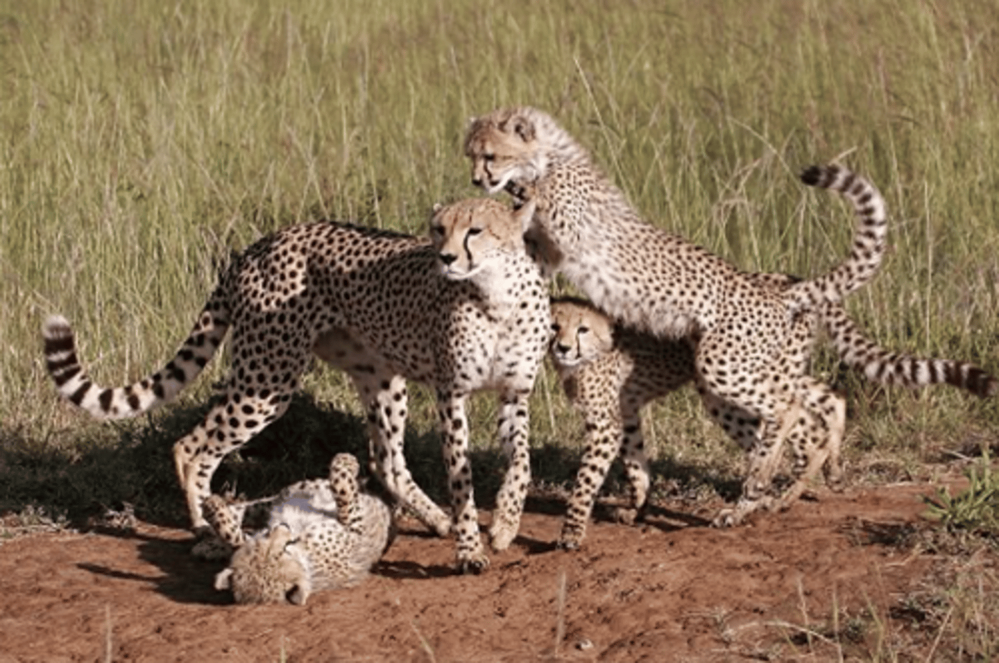 <p>a group of organisms that can reproduce to create fertile offspring</p>