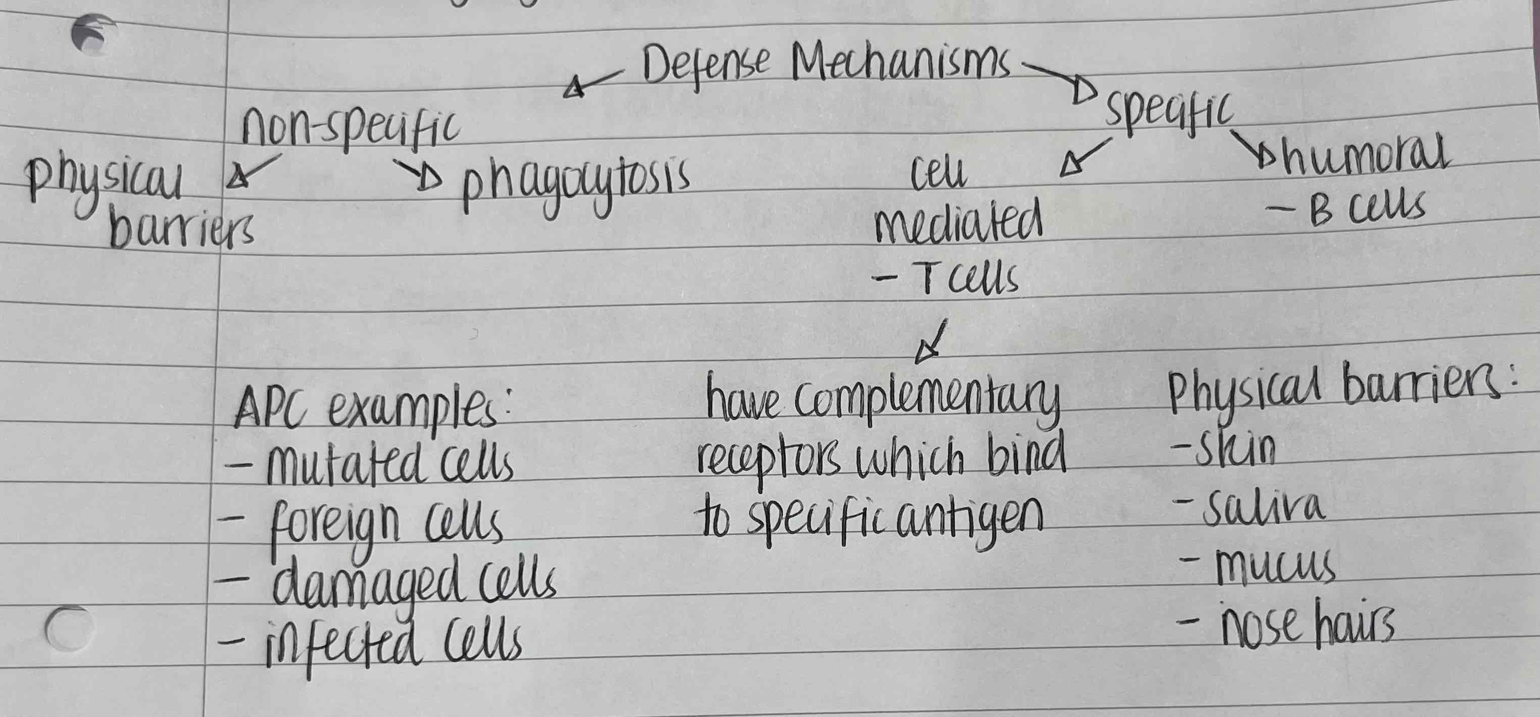 <p>non-specific (phagocytosis and physical and chemical barriers) and specific (cell mediated response and humoral response)</p>
