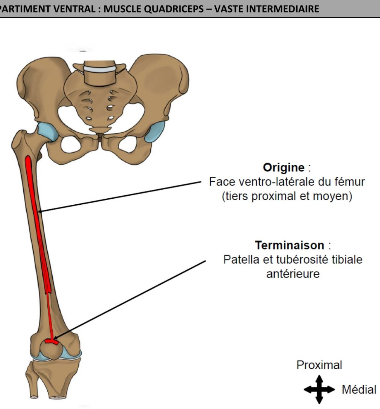 <p>Plan profond, recouvert 3 autres chefs du quadriceps </p><p>Sur toute hauteur faces ventrale &amp; latérale de diaphyse fémorale à l’exception du tiers distal </p><p>Terminaison: patella &amp; tubérosité tibiale antérieure </p>