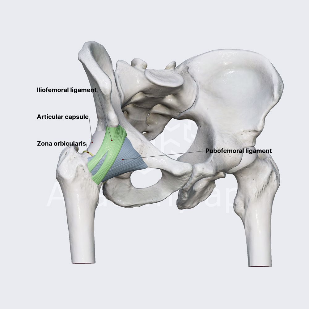 <p>Circular fibers of the hip capsule that encircle the neck of the femur and help stabilize the joint.</p>