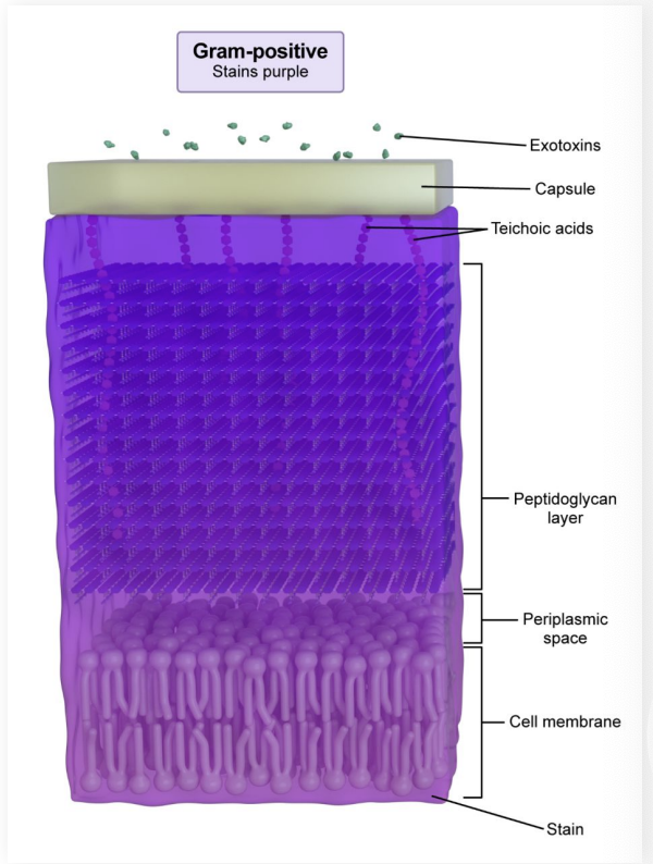 <p>gram negative or gram positive?</p>