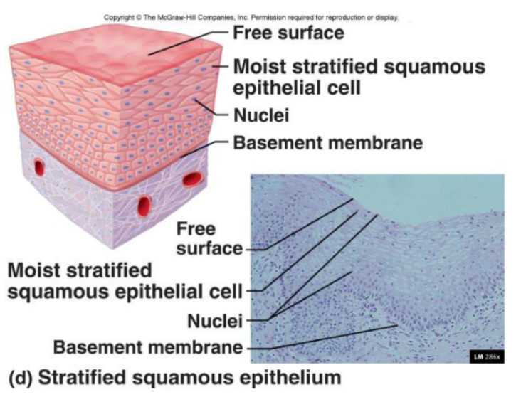 <ul><li><p><span>Surface cells are squamous</span></p></li><li><p><span>Deep layers consist most often of cuboidal</span></p></li><li><p><span>Stratified squamous is categorized as non keratinized (moist) or keratinized.&nbsp;</span></p><ul><li><p><span>Non keratinized are living cells in the deepest and superficial layers— a layer of fluid covers superficial layers, making them moist</span></p></li><li><p><span>Keratinized are living cells only in the deepest levels, and the superficial layers are composed of dead cells</span></p></li></ul></li></ul><p><span><strong>Function:</strong></span></p><ul><li><p><span>Protects against abrasion; mechanical protection wherever there is friction</span></p></li></ul><p><span><strong>Location:</strong></span></p><ul><li><p><span>Areas of abrasion</span></p><ul><li><p><span>I;e, tongue or epidermis</span></p></li></ul></li><li><p><span>Forms external surface of the body</span></p><ul><li><p><span>Extends into all body openings</span></p></li><li><p><span>Outer layer (epidermis) is keratinized</span></p></li></ul></li><li><p><span>Surface cells are flattened and atrophied</span></p></li></ul><p></p>