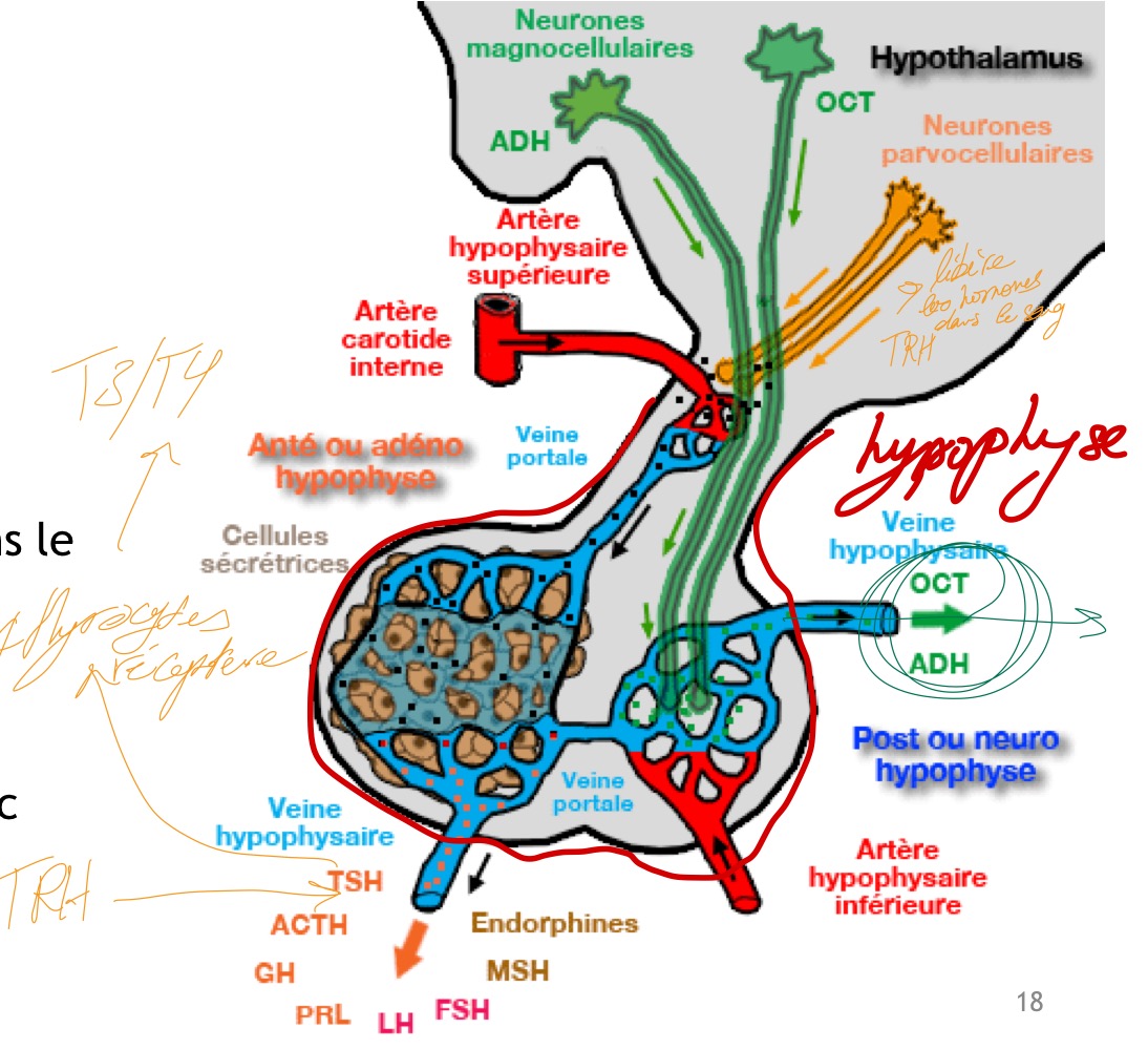 <p>les axones des neurones hypothalamiques s’unissent en deux faisceaux et constituent la fine tige pituitaire qui relie l’hypophyse (petite glande endocrine) à l’hypothalamus (noyau gris cérébral)</p><p>- Le premier faisceau de neurones (en jaune) hypothalamiques se terminent par des dilatations contre les capillaires hypophysaires : sécrétion d’hormones dans le sang qui vont stimuler l’hypophyse</p><p>- Le second faisceau (en vert) s’enfonce dans l’hypophyse postérieure et sécrètent l’ocytocine et la vasopressine </p>