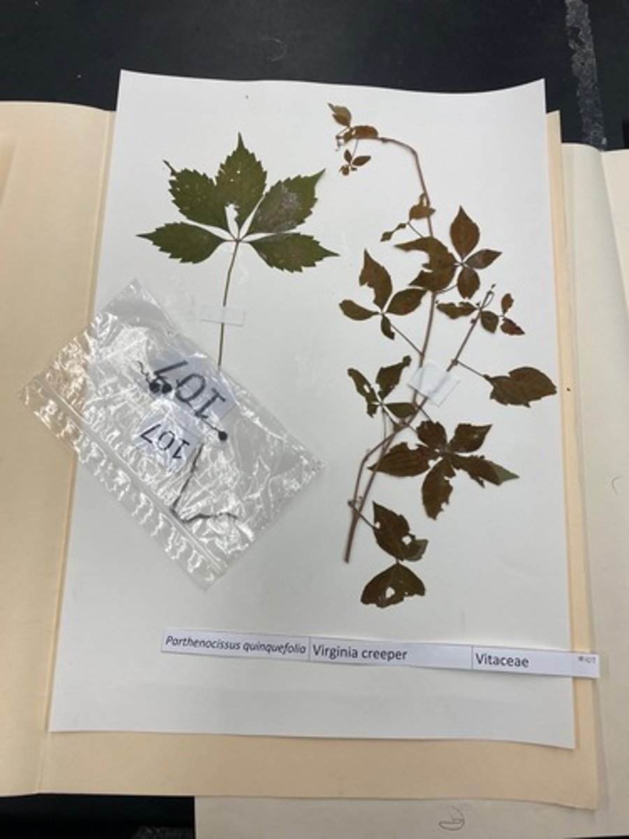 <p>Parthenocissus quinquefolia (Vitaceae)</p>