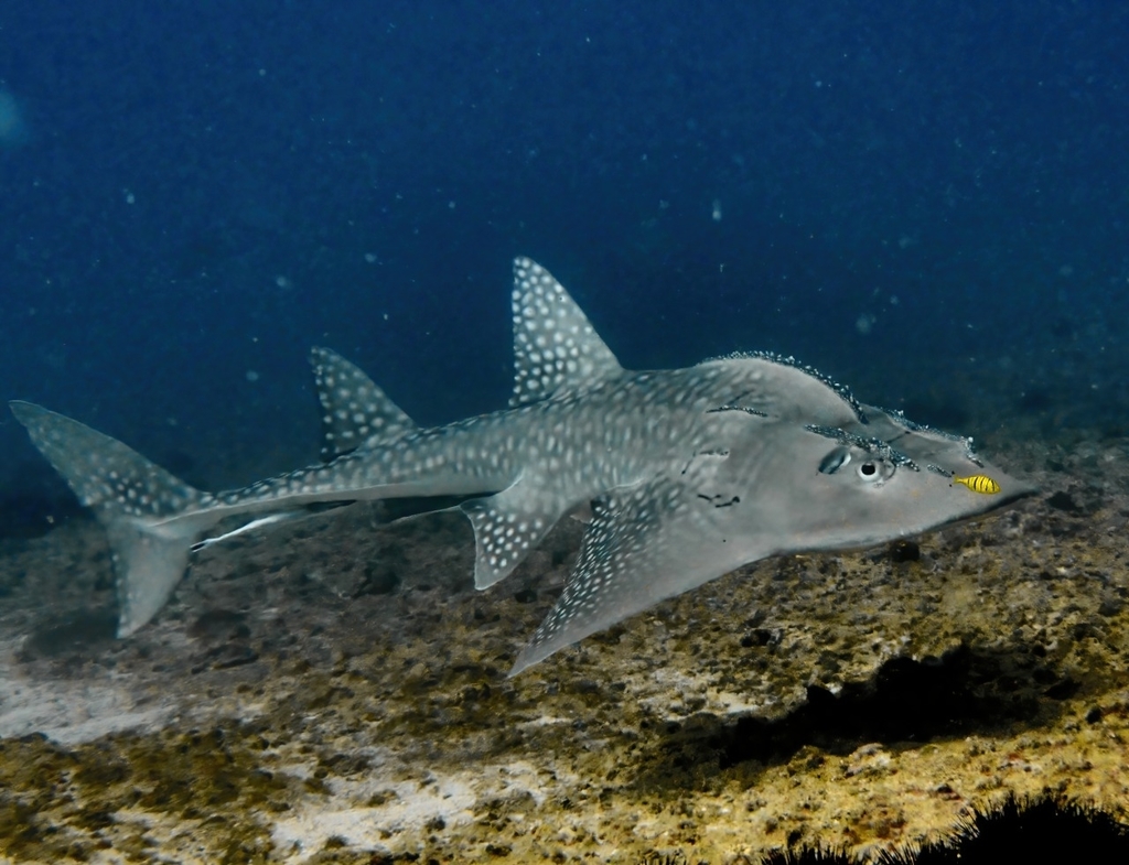 <p>Order Rhinopristiformes</p>