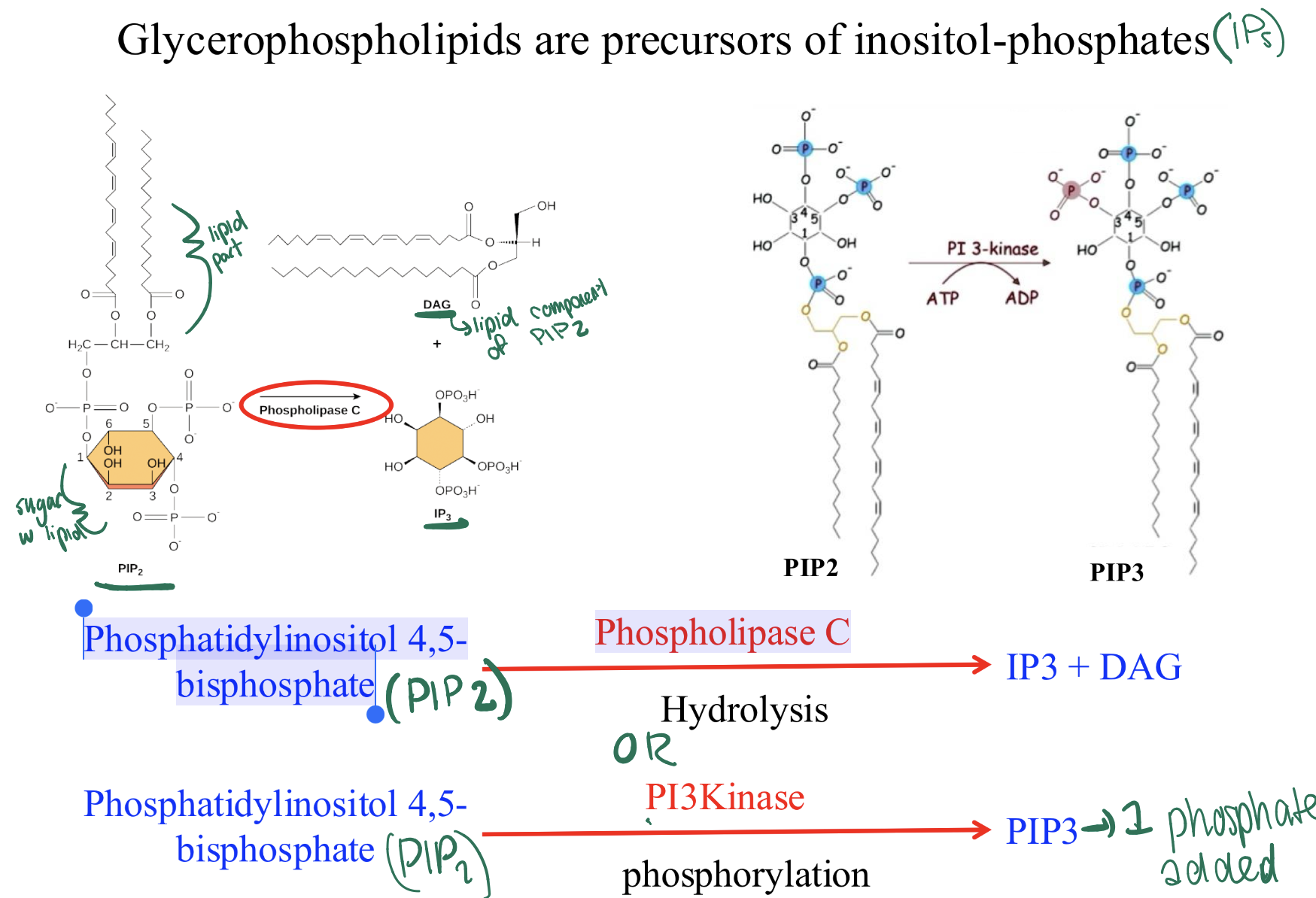 <p>they are precursors of inositol phosphates (IPs) second messengers!</p><p>EX: Phosphatidylinositol 4,5- bisphosphate (PIP2) can convert to IP3 2nd messenger </p>