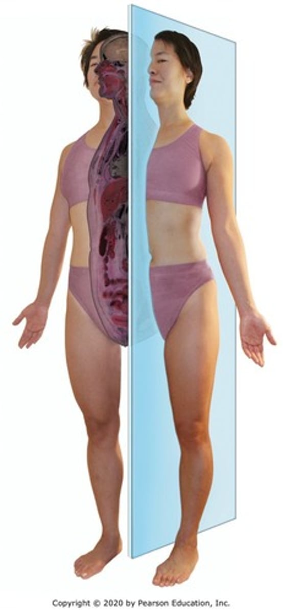 <p>divides the body into left and right sections.</p>