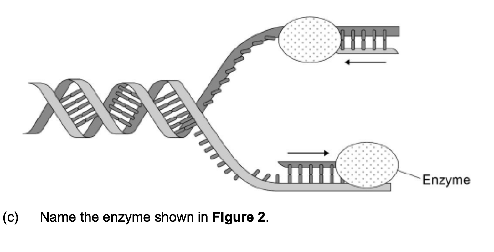 <p>The arrows in Figure 2 </p><p>show the directions in which</p><p> each new DNA strand is</p><p>being produced.</p><p>(d) Use Figure 1, </p><p>Figure 2 and your knowledge </p><p>of enzyme action to explain</p><p>why the arrows point in opposite directions.</p><p>______________________________________</p>