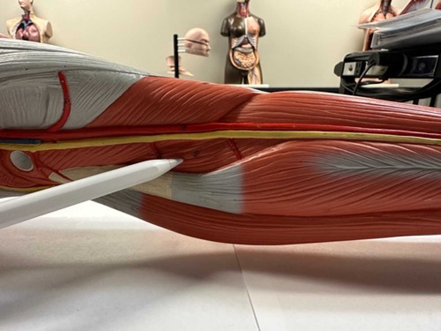 <p>What are the (2) attachments of the Tibialis Posterior?</p>