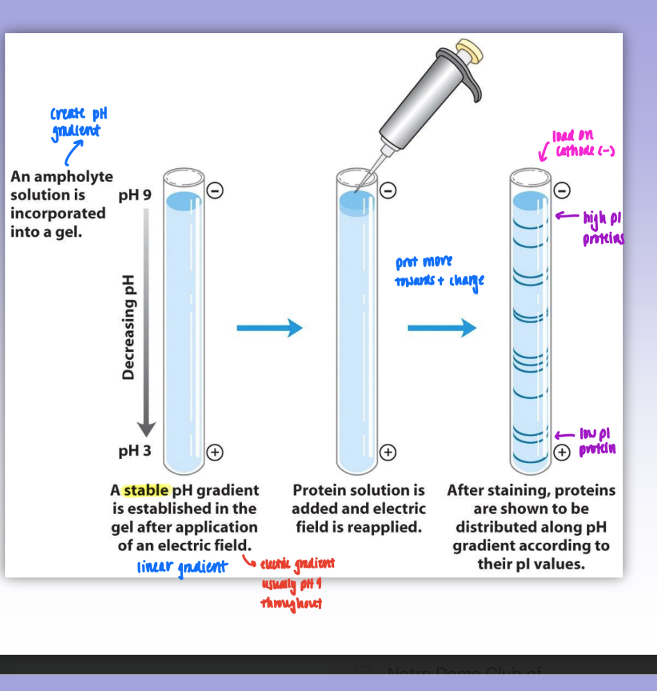 <ul><li><p>create pH gradient using ampholyte soln incorporated in gel</p></li><li><p>pH gradient established (neg→pos)</p></li><li><p>protein added &amp; migrate in column based on pI valued</p></li></ul><p></p>