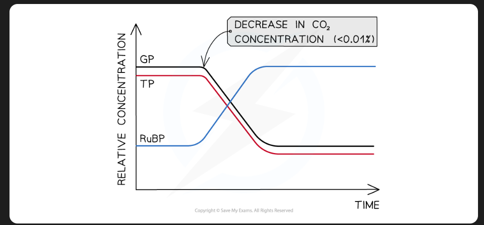 <p>Low conc. of CO2 = reduced GP conc. (less C to fix), &amp; less TP</p><ul><li><p>RuBP conc. increase as is still formed from TP but isn’t being used to fix CO2 </p><ul><li><p>RuBP unfixed &amp; builds up </p></li></ul></li></ul><p></p>