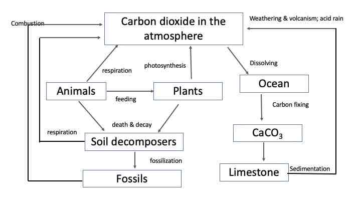 <p>Organic locations</p><ul><li><p>Organisms (biomass) - living plants and animals</p></li><li><p>Fossilized life forms ex. fossil fuels</p></li></ul><p>Inorganic locations</p><ul><li><p>Sedimentary rocks and fossil fuels</p></li><li><p>The oceans</p></li><li><p>Soil</p></li><li><p>The atmosphere</p></li></ul>